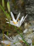 Anthericum liliago